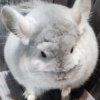 Иконка канала Олег Сильвер питомник шиншилл