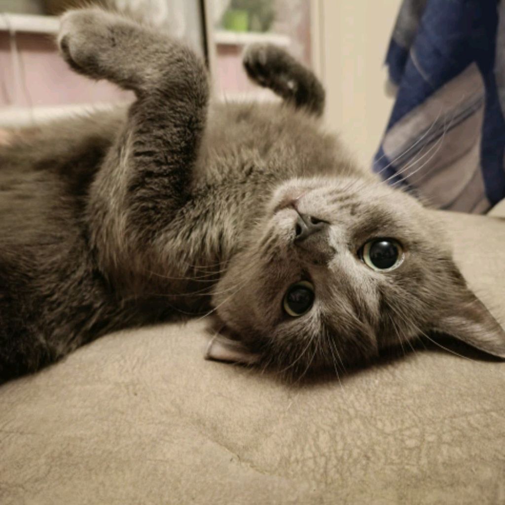 Аватар автора