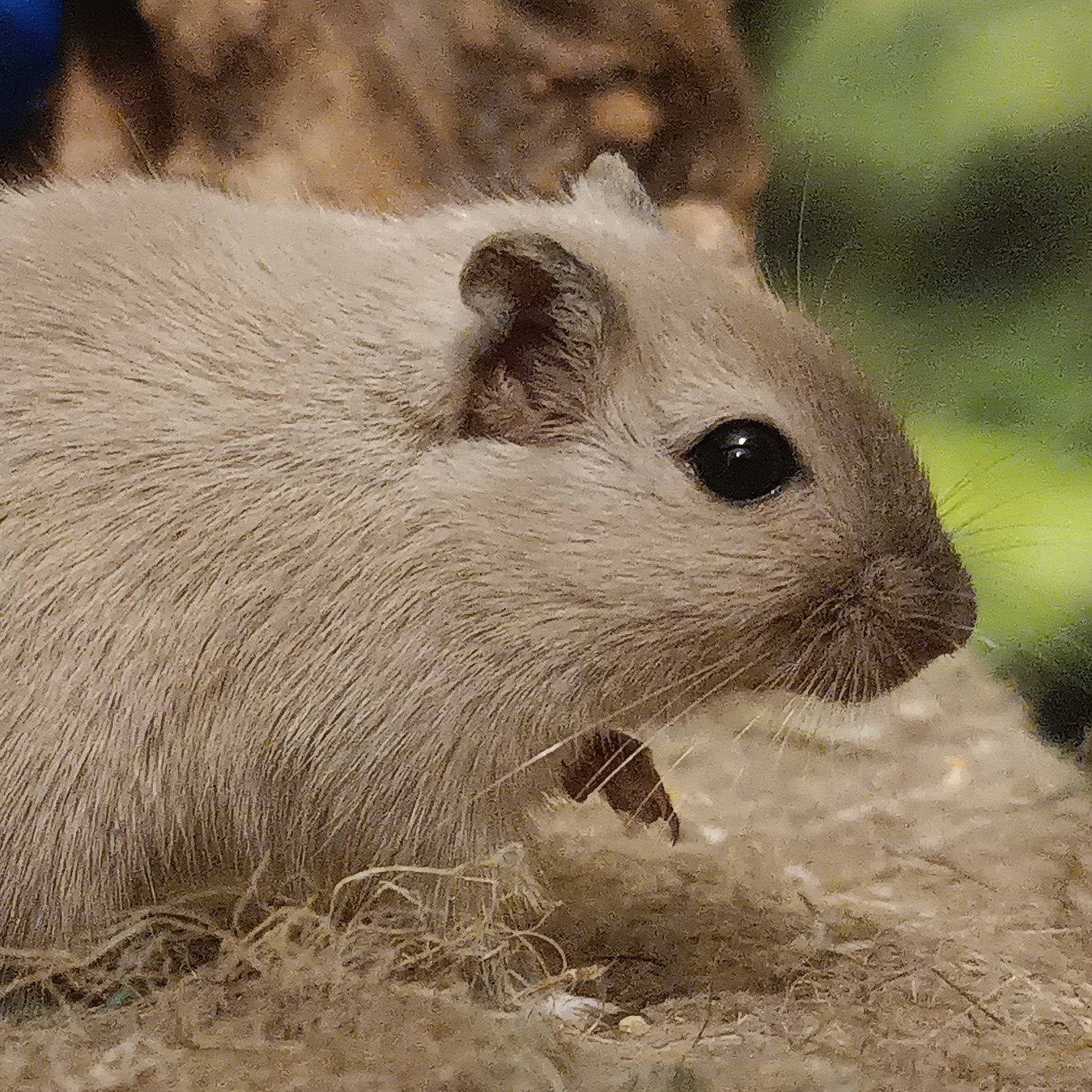 Иконка канала Gerbils Manor