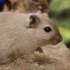 Иконка канала Gerbils Manor
