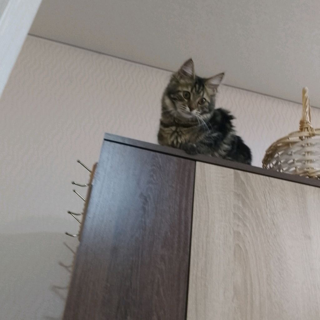Аватар