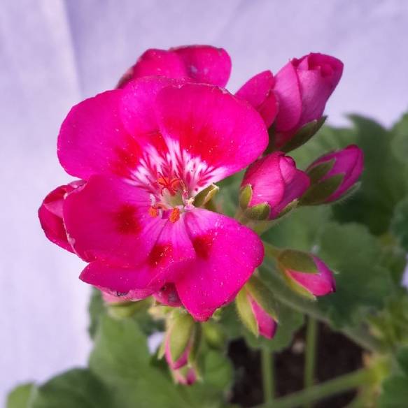 Иконка канала Луганский огородник