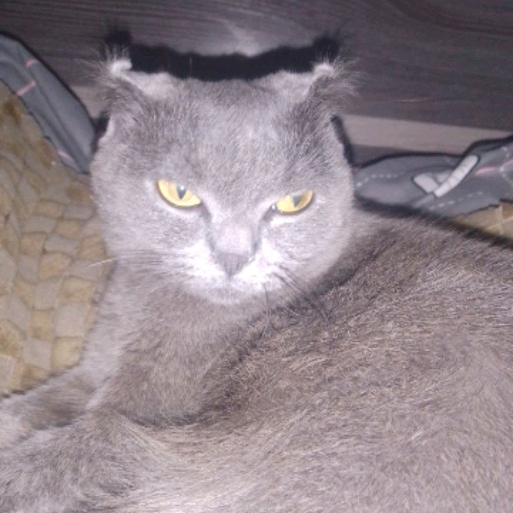 Аватар автора