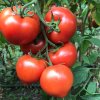 Иконка канала От Теплиц До Урожая