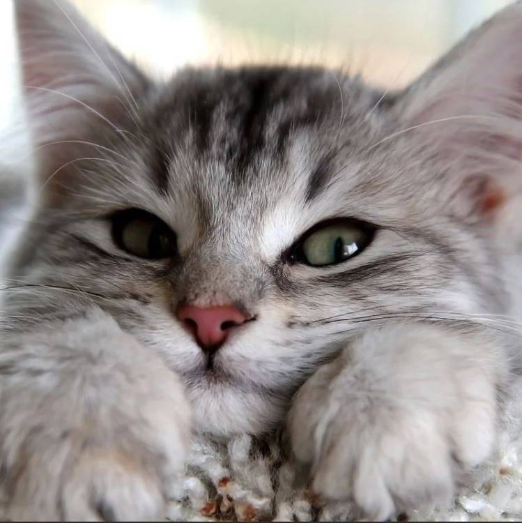 Иконка канала ЛеЛеРи