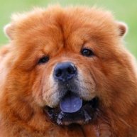 Иконка канала SDR Radio Szabolcs Bognar