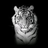 Иконка канала channel24431935