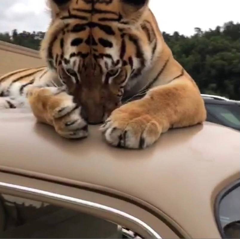 Иконка канала Zauto46