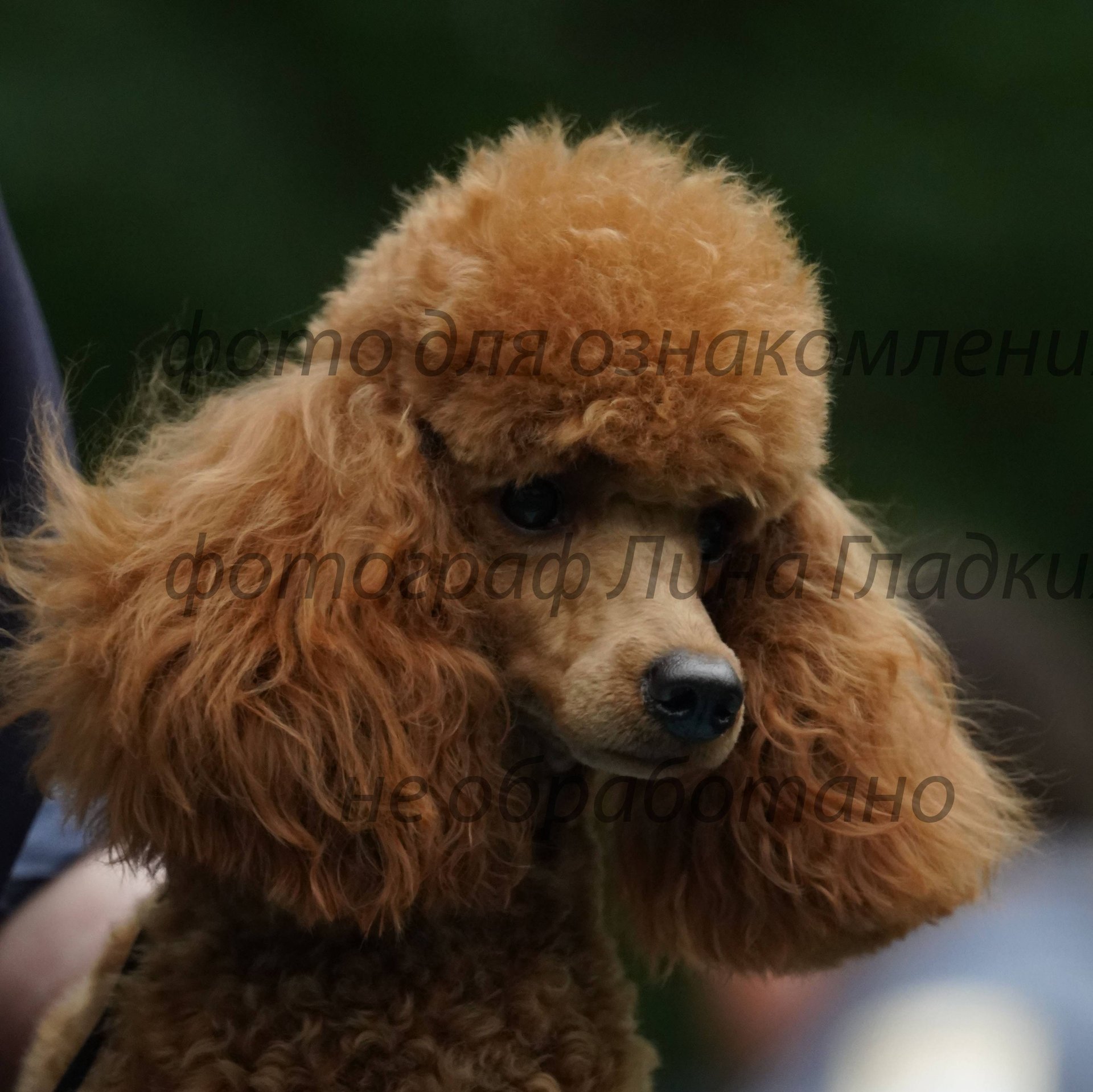 Аватар автора