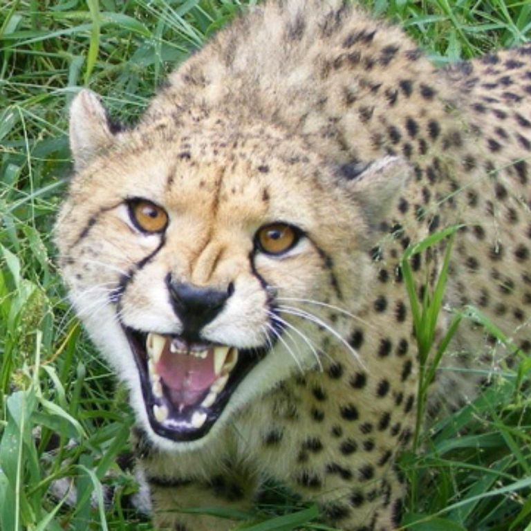 Иконка канала Funny Cheetah
