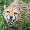 Иконка канала Funny Cheetah