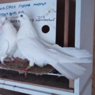 Иконка канала Олег Костяков голуби Самары