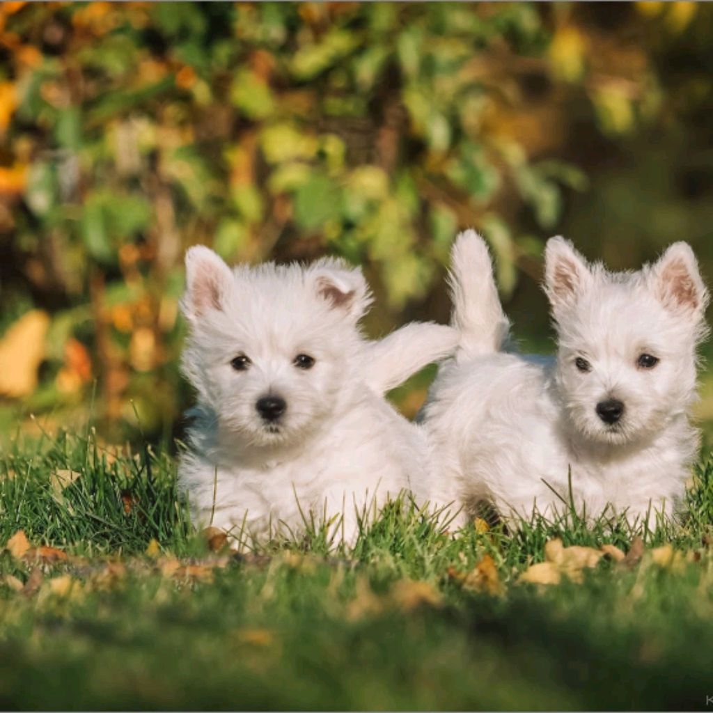 Иконка канала Дом Велеса