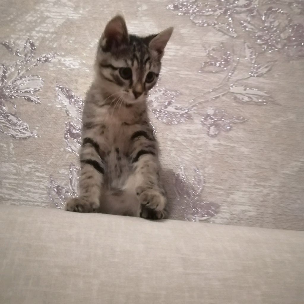 Аватар автора