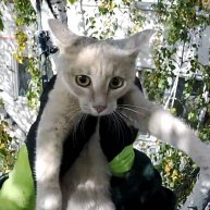 Иконка канала Служба спасения котиков