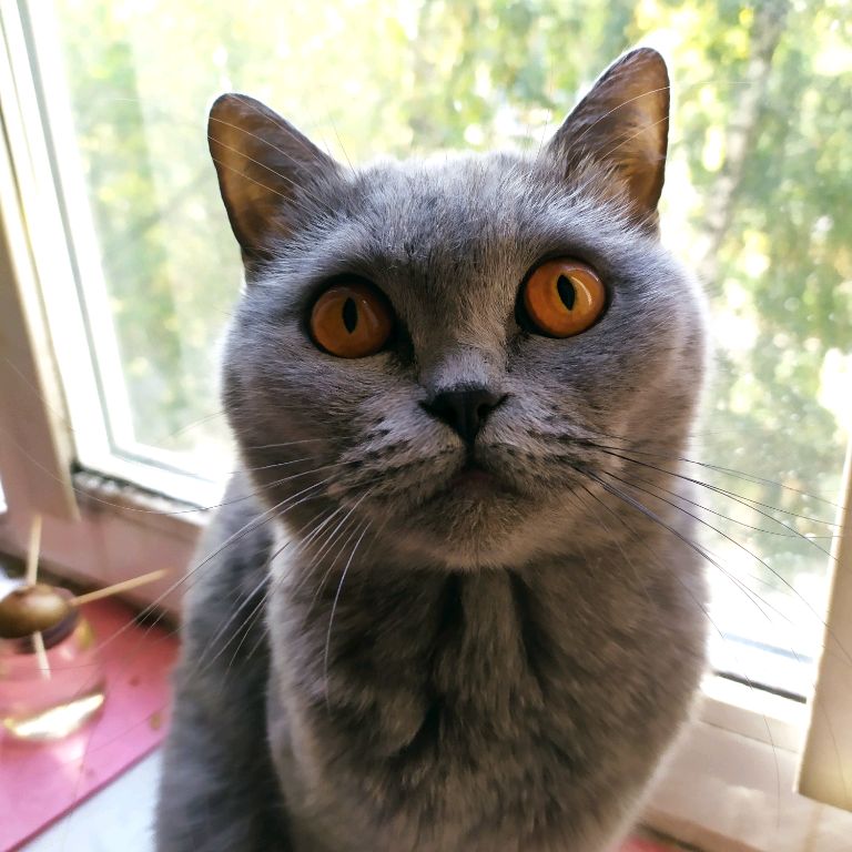 Аватар автора