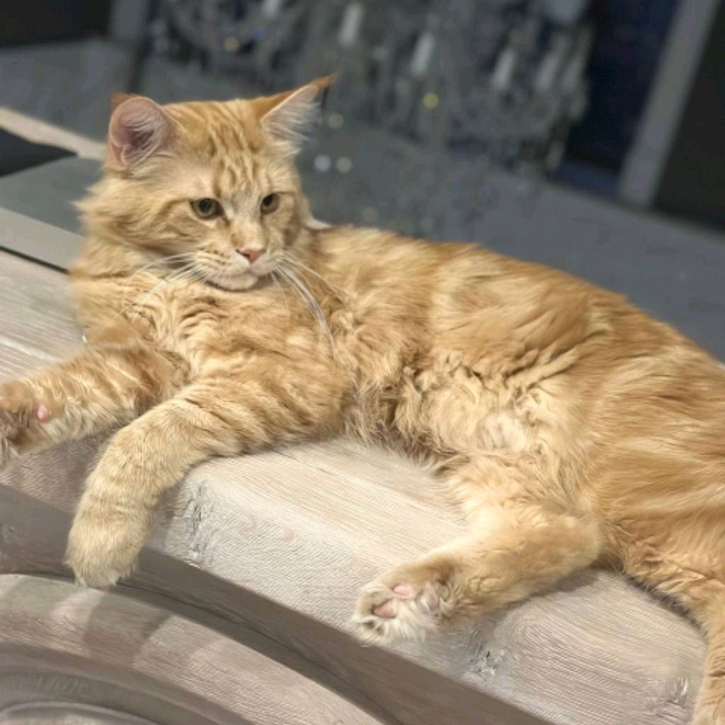 Аватар автора