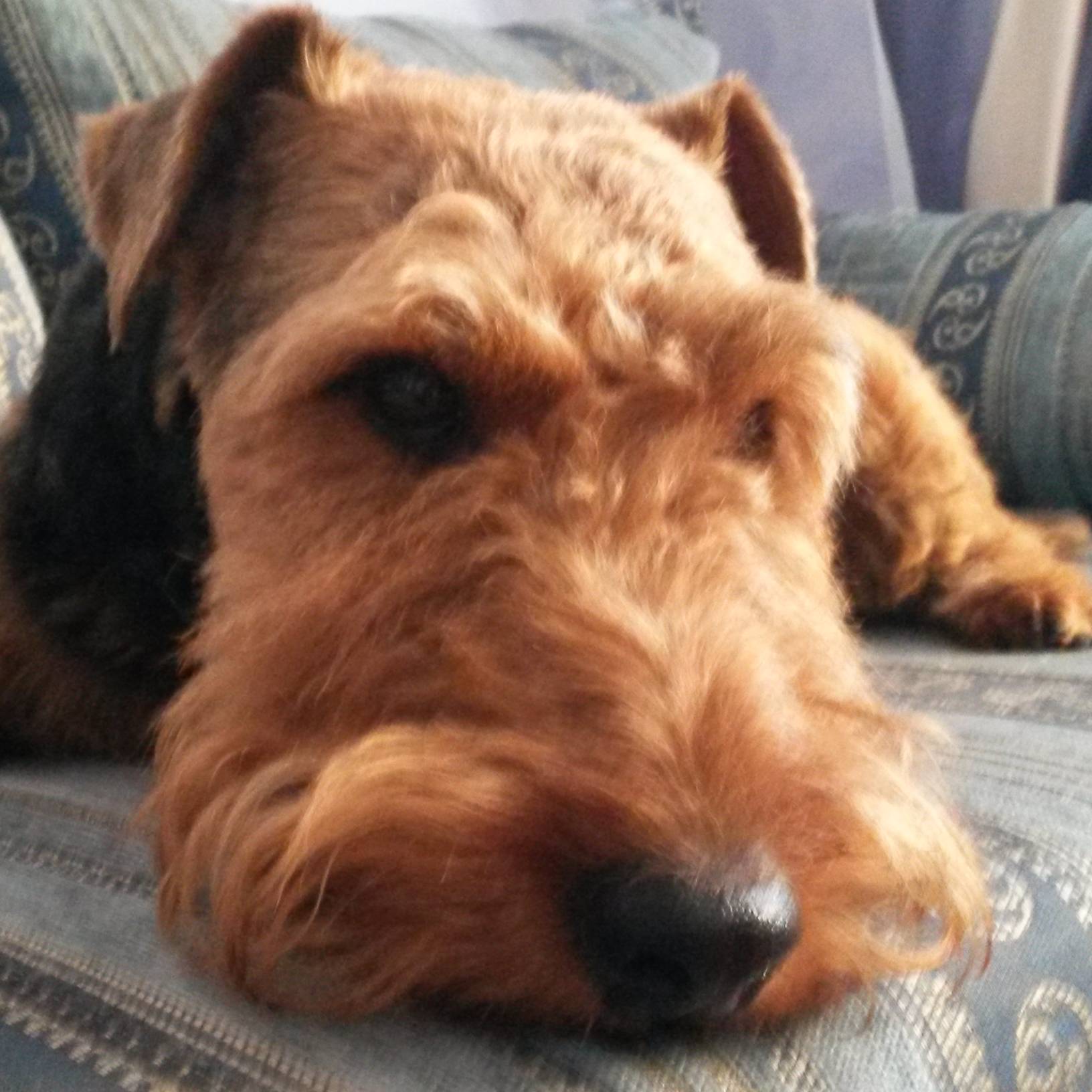 Аватар автора