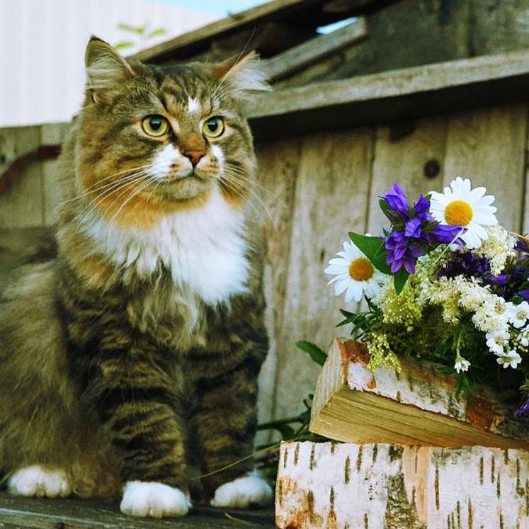 Аватар автора