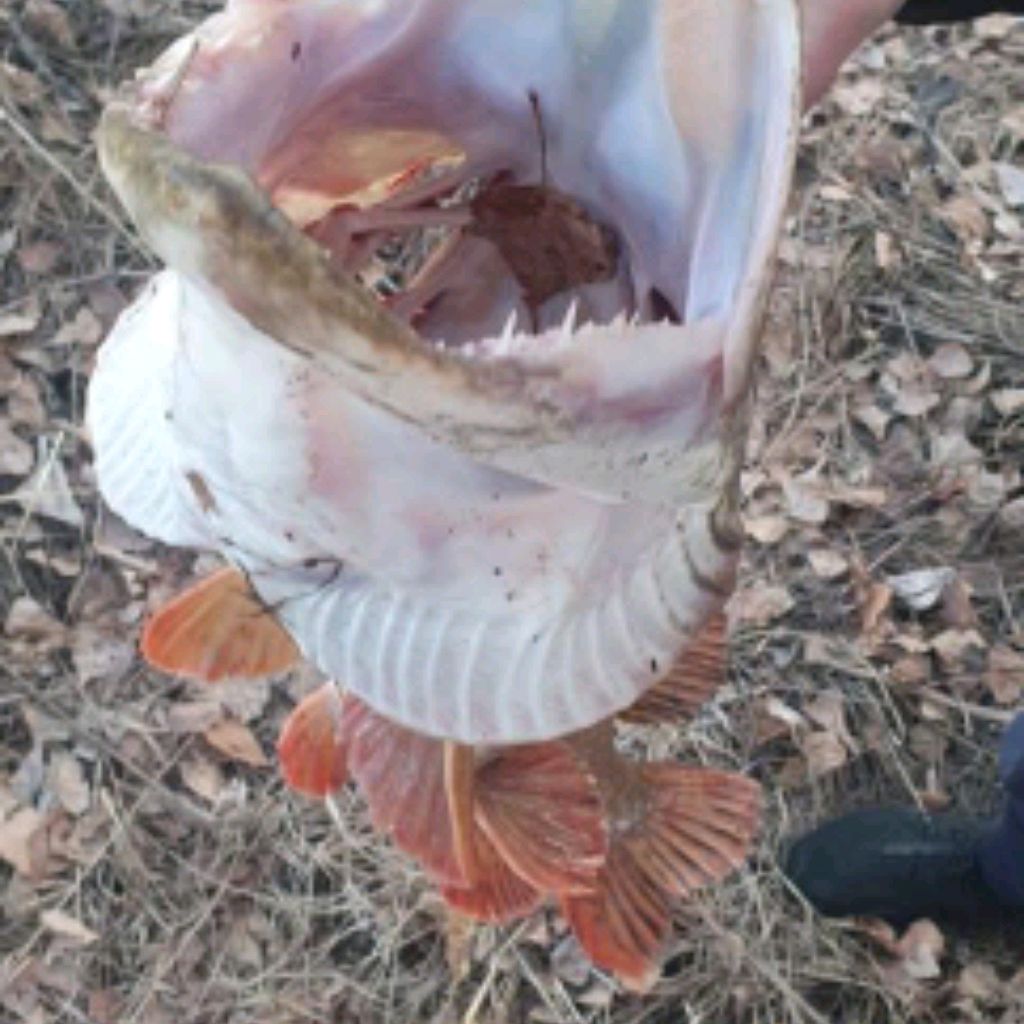 Иконка канала Петрович 86