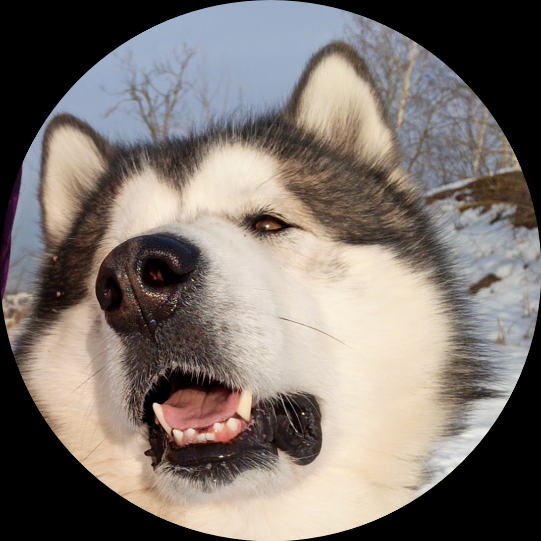 Иконка канала Nordic Heart - самый няшный маламут 🐺💖🥰🐾❄️