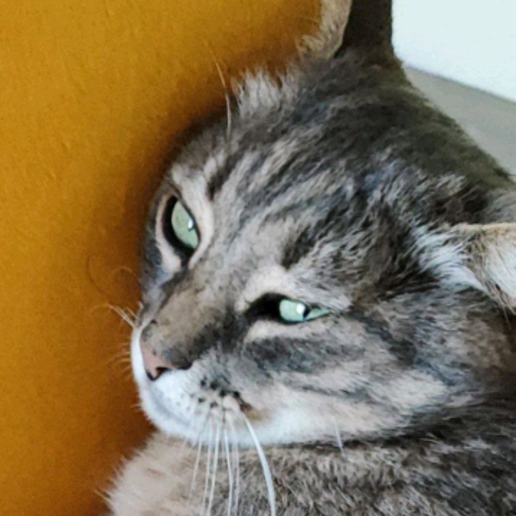 Мастер-Мистер КОТ