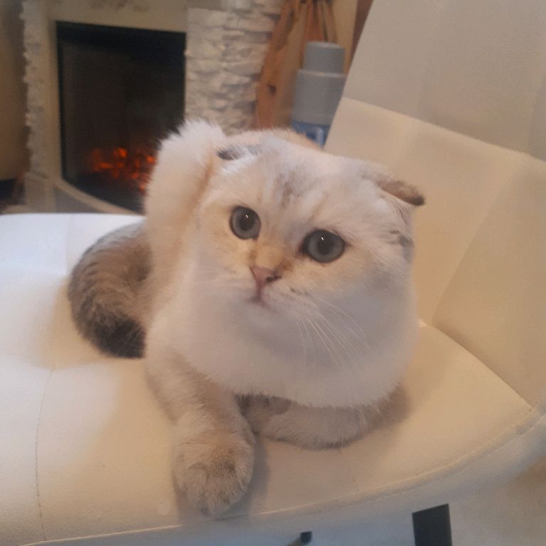 Иконка канала Питомник кошек Black Pearlittle