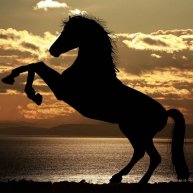 Иконка канала Бегущие Лошадки