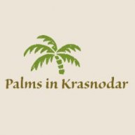 Иконка канала Пальмы в Краснодаре