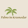 Иконка канала Пальмы в Краснодаре