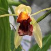 Иконка канала DZENORCHIDS