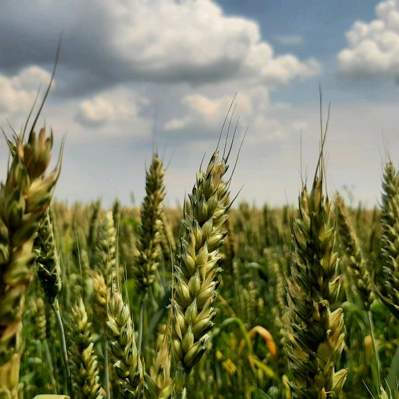 Иконка канала Жизнь у Города