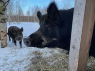 Иконка канала ОХОТА НА КАБАНА В ВОЛЬЕРЕ 365 ДНЕЙ В ГОДУ.