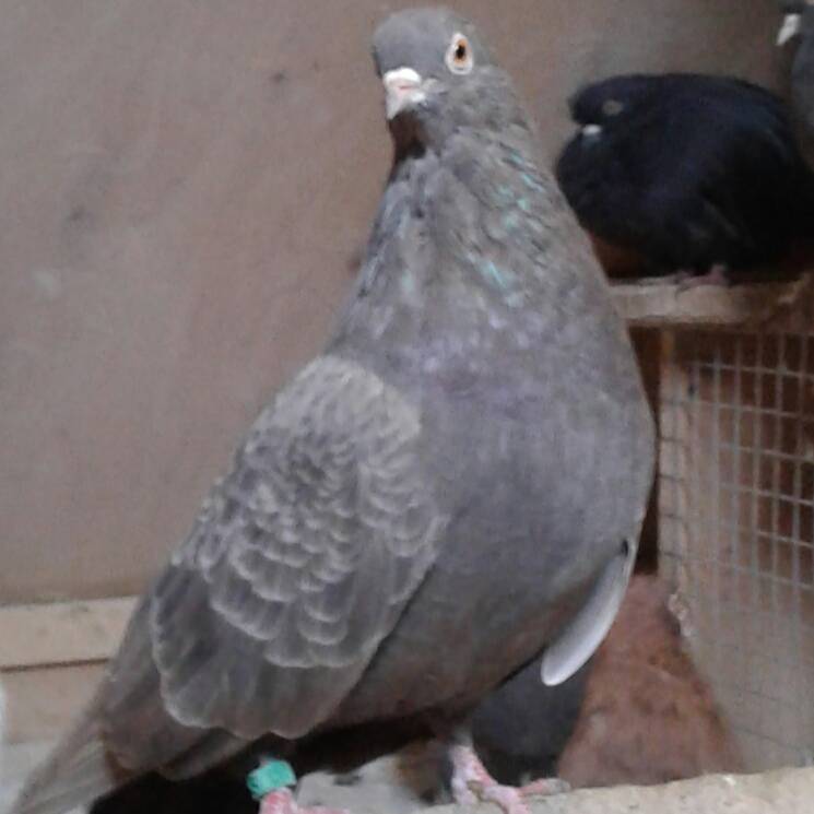 Аватар автора