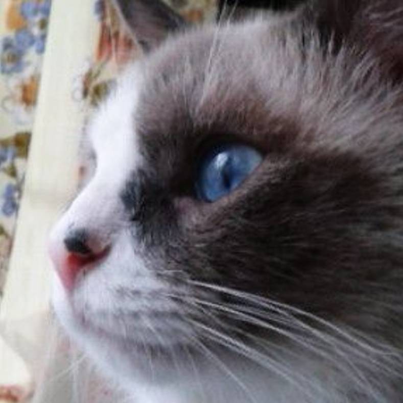 Иконка канала Котейка 😸
