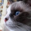 Иконка канала Котейка 😸