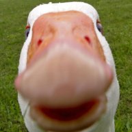 Иконка канала Сладжи