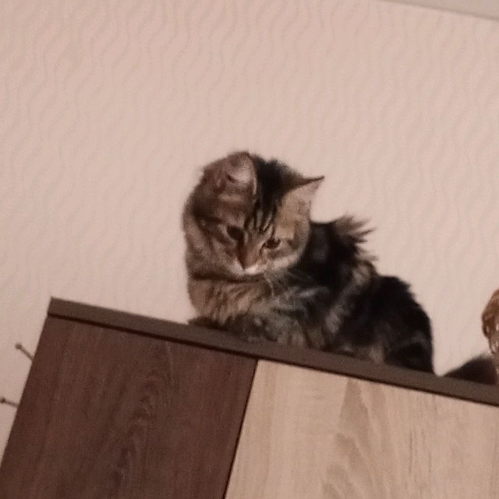 Аватар