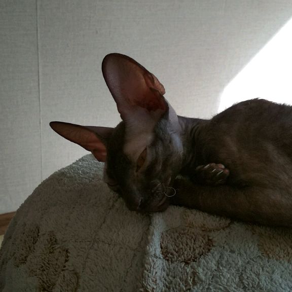 Аватар автора