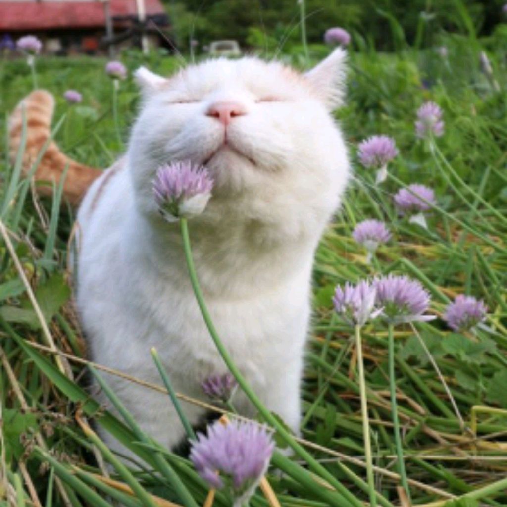 Иконка канала ИскательСмысла