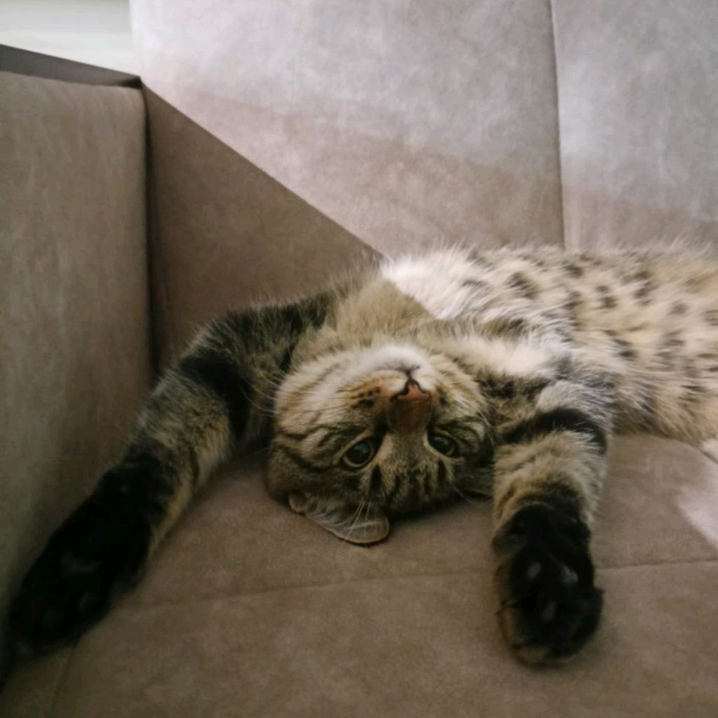 Аватар автора