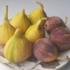 Иконка канала Fig variety