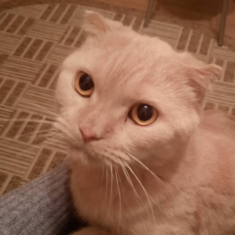 Аватар автора