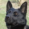Иконка канала ПИТОМНИК НЕМЕЦКИХ ОВЧАРОК "РЮБЕНДОРФ"