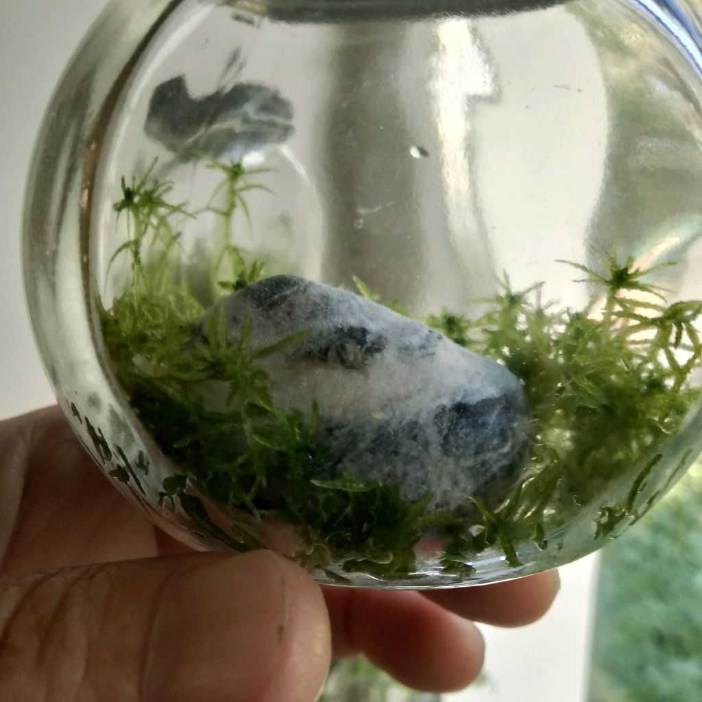 Иконка канала Флорариум, плантариум, мохариум