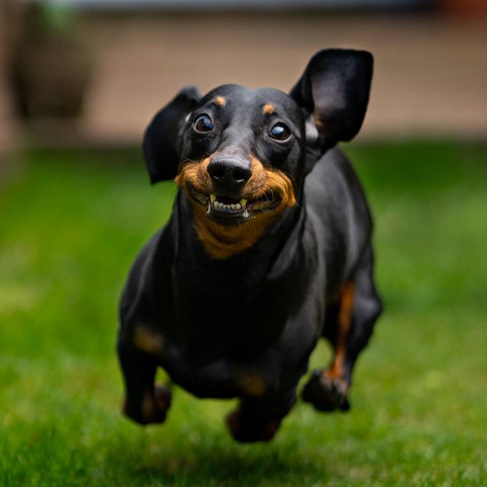 Иконка канала Dachshund_lover