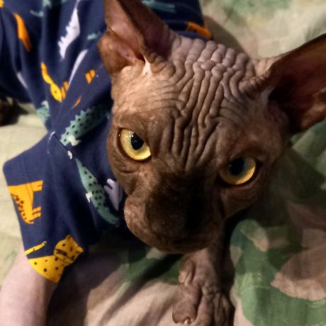 Аватар автора