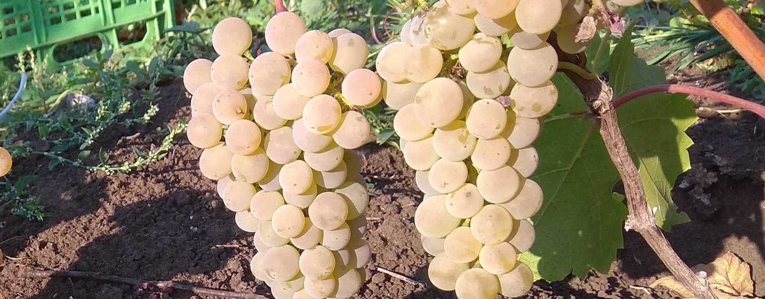 Виноград и сад.