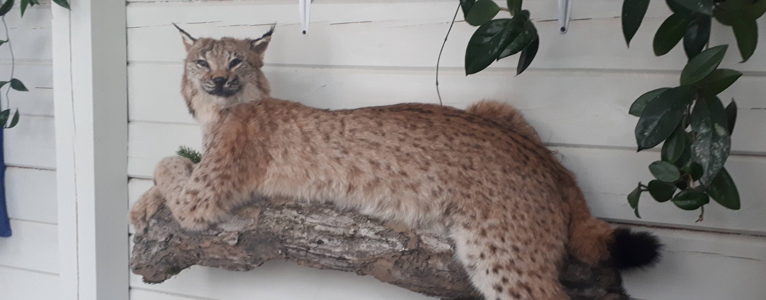 Александр. Охота. Лайки.