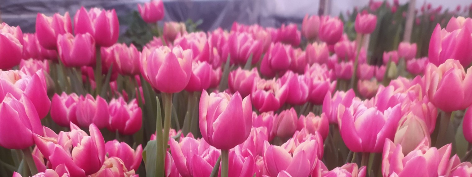 Петуниянск